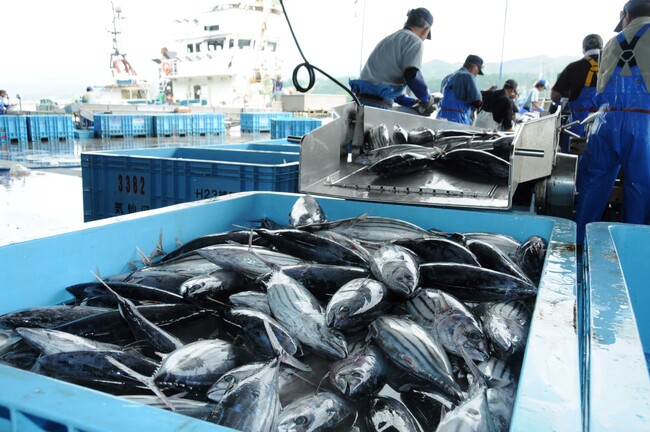 今年もカツオの水揚げが始まりました！　生鮮カツオ水揚げ日本一の気仙沼港　７月１３日（土）からは「第８回気仙沼かつお祭り」も開催　休暇村気仙沼大島では、気仙沼港に揚った新鮮カツオの刺身を一品料理で販売