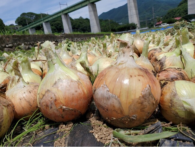 石井食品×山梨県大月市×玉ねぎ研究会3 者間連携で玉ねぎ生産者が9 年目で30 軒増加し、ブランド化を後押し