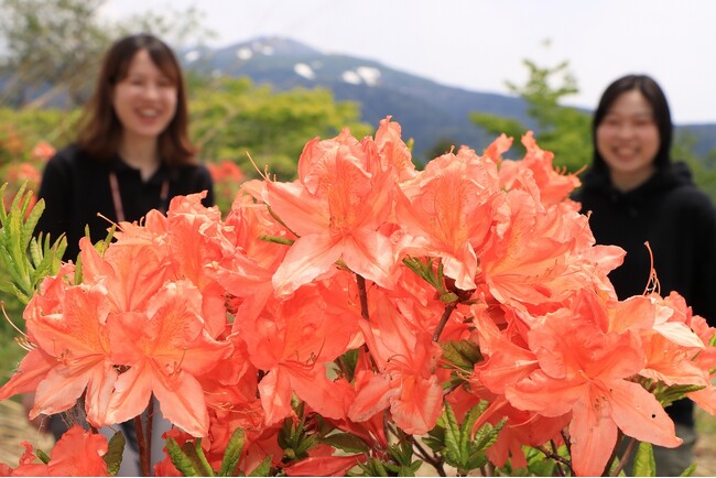 【岐阜県高山市】無印良品南乗鞍キャンプ場（高根町子ノ原高原）のレンゲツツジが満開