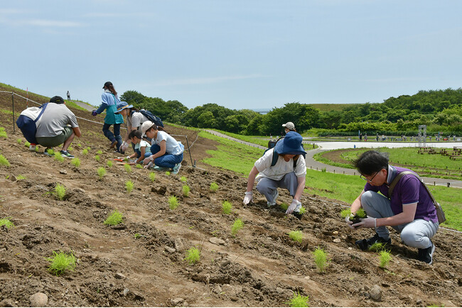 初夏の風物詩 コキアの植え付けが始まりました（国営ひたち海浜公園）