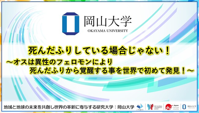 死んだふりしている場合じゃない！～オスは異性のフェロモンにより死んだふりから覚醒する事を世界で初めて発見！～〔琉球大学、岡山大学〕