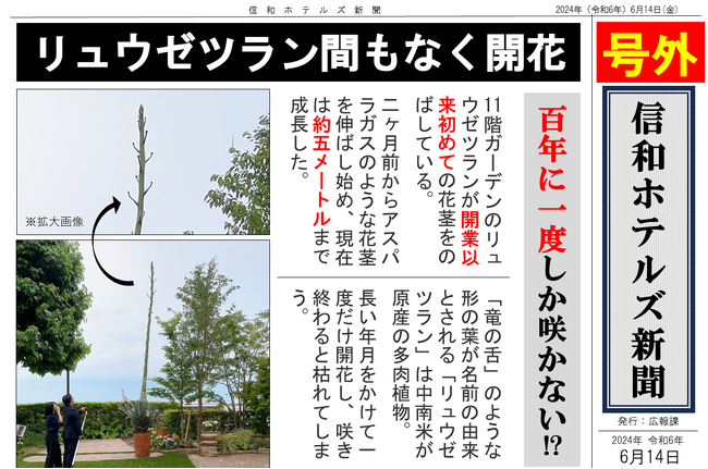 数十年に1度咲く花「リュウゼツラン」の茎が開花間近!