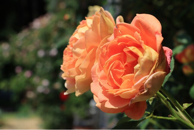 【岐阜県高山市】一之宮町の個人宅イングリッシュガーデンでバラが見頃