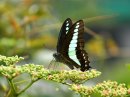 ヤブガラシの蜜を吸うアオスジアゲハ ヤブガラシの蜜を吸うアオスジアゲハ