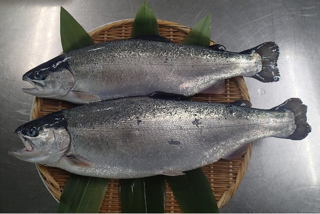 岩手県宮古市ではニジマスの海面養殖にチャレンジ　６月２３日（日）には「第１回 宮古トラウトサーモンまつり」を開催　休暇村陸中宮古では「宮古トラウトサーモン握り寿司付シーサイドビュッフェプラン」を販売