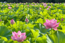 上野公園の蓮の様子 上野公園の蓮の様子
