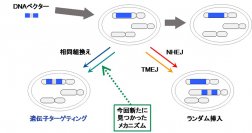 相同組換えに依らない新たなゲノム編集メカニズムを発見
