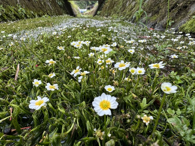 【岐阜県高山市】一之宮町の常泉寺川でバイカモ（梅花藻）が咲き始めました
