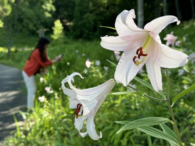 【岐阜県高山市】宇津江四十八滝公園でササユリが見頃を迎えました