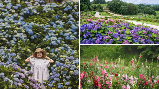 【広島／世羅】あじさいが見ごろを迎えました　Flower village 花夢の里《あじさいとタチアオイの丘》
