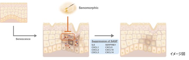 ローヤルゼリーの抗老化作用について新メカニズムを解明　老化を促進する炎症反応を抑制