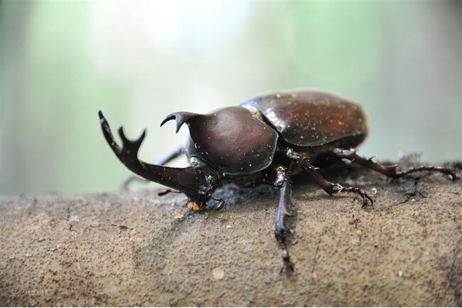 【JAF兵庫】しい茸園有馬富士（三田市）でカブトムシ採り・しいたけ狩り・バーベキューを楽しむイベントを開催