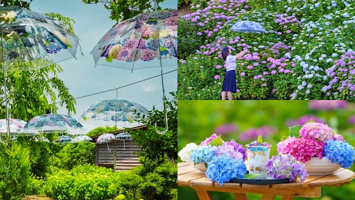 フェリシモ「紫陽花傘」のアンブレラスカイが石川県「倶利迦羅不動寺」で開催（6月16日～7月7日まで）