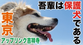 いよいよ東京！アップリンク吉祥寺にて3日間限定で、映画「吾輩は保護犬である」を上映！！