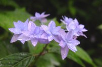 六甲高山植物園 シーボルトが紹介した幻のアジサイシチダンカ見頃＆ アジサイ園期間限定公開中！