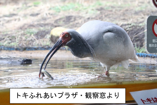 【佐渡汽船】夏休みの自由研究と旅行を兼ね備えた「家族で学ぶ佐渡 サマーコース」発売