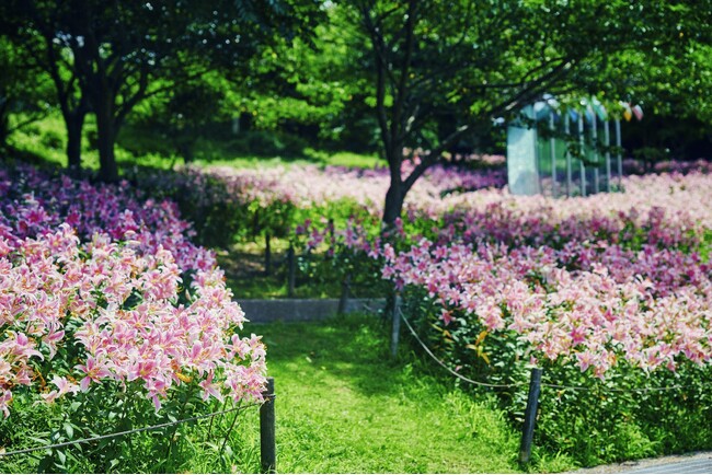 撮影スポットで人気の黄色、ピンクに一面が彩る初夏のユリ花畑。山上のリゾート”神戸布引ハーブ園”では「ユリ（オリエンタルリリー）」が見ごろです。園内各所で”ユリのある風景”もお楽しみいただけます