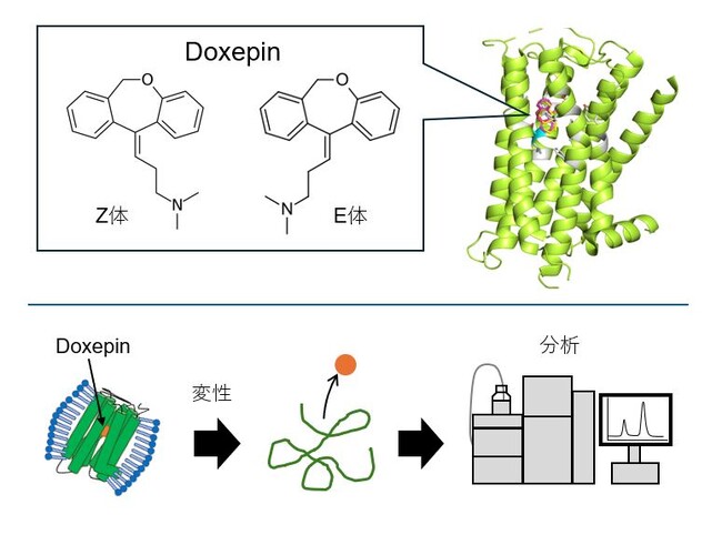 抗ヒスタミン薬Doxepinの異性体による結合特性のちがいを解明 ～次世代抗ヒスタミン剤の設計へ向けた新たな知見～