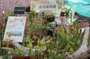 「食虫植物展」（2023年撮影）