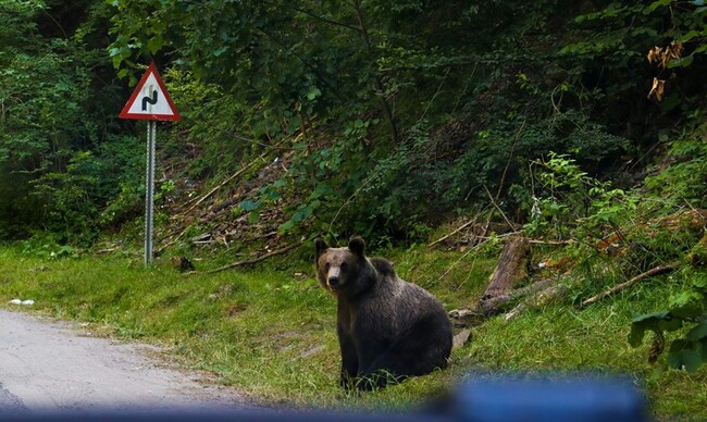 年々増えているクマ被害。あなたはどう感じる?【1000人アンケート】