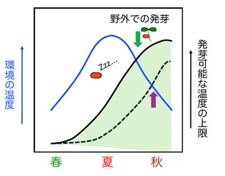 種子が発芽する温度範囲を決める仕組みを解明　　　　　　　　　　 ～気候変動に対応した種子発芽制御技術への応用に期待～