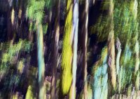 リスンの2024年新作インセンスシリーズ「BREATHING TREES」の全4種が楽しめるアソートメントと木材で作られた限定プロダクトが7月11日(木)発売