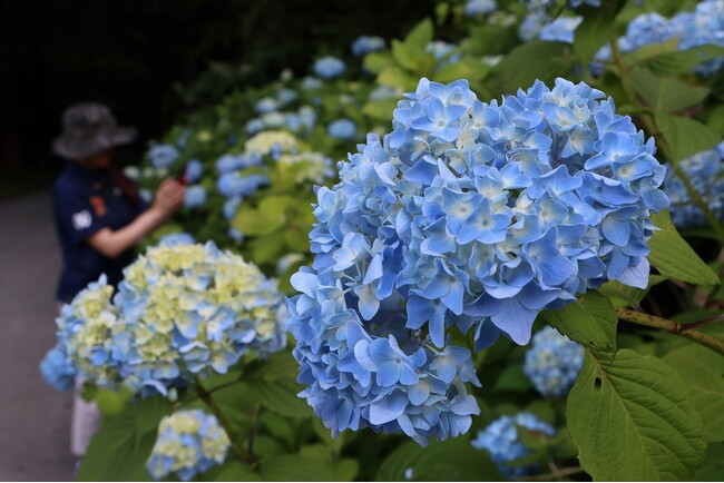 【岐阜県高山市】千光寺のアジサイが見頃を迎えています