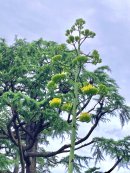 下部のつぼみから花を付け始めたアオノリュウゼツラン（日比谷公園にて2024年7月11日撮影）