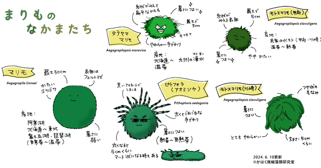 【国立科学博物館】科博ＮＥＷＳ展示「我が家にまりも！？～一般家庭の水槽で見つかったまりもの調査～」のご案内