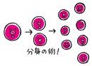 幹細胞「分身の術」