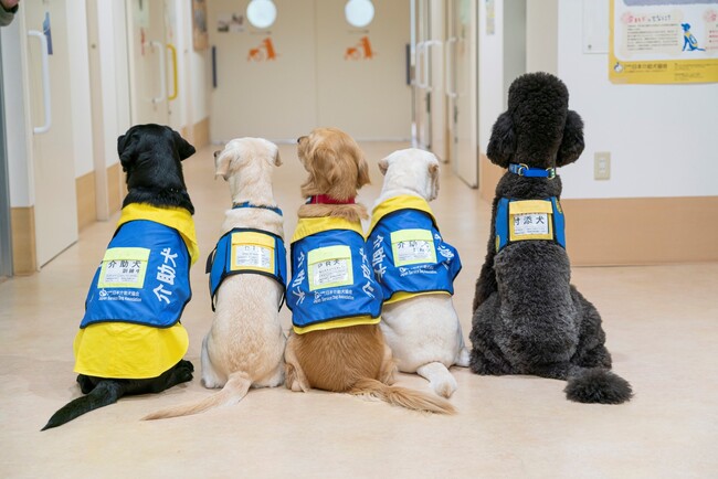 【日本介助犬協会2025年度研修生募集決定】募集に先立ち、研修生に興味がある方向けのオンライン説明会を7/27（土）に開催！