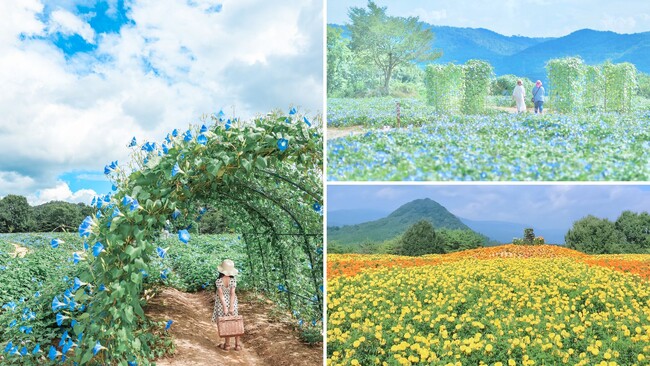 【広島/世羅】ヘブンリーブルーの丘《Flower village 花夢の里》