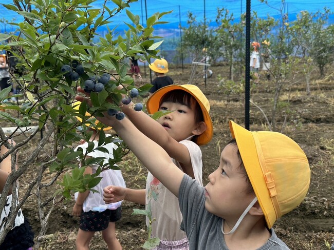 【岐阜県高山市】地元の保育園児が観光施設併設のブルーベリー園を訪問
