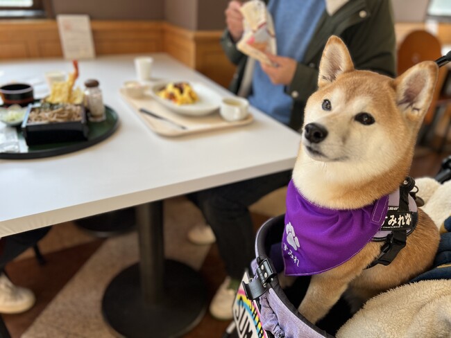 2024年7月17日(水)より、園内のレストランでわんちゃんと一緒にランチ!