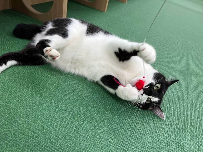 ペテモ富谷店　7月19日グランドオープン