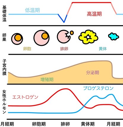 月経ステージによって睡眠リズムが変化することが明らかに ~スマートウォッチで妊活が可能に!~