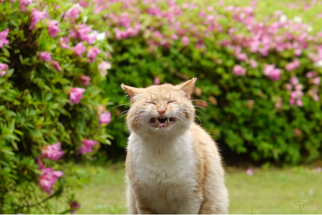 締切り迫る!「命を救われたワンニャンだけの写真動画コンテスト」