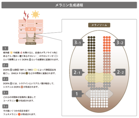 ロレアルグループ、紫外線による皮膚の色素沈着に対処する画期的な新規有用成分2-MNGを開発