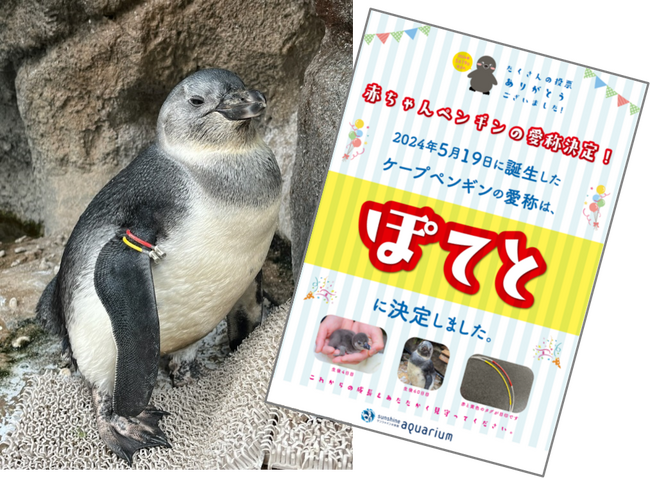サンシャイン水族館のケープペンギンの赤ちゃん　愛称は「ぽてと」に決定！　7月20日(土)の発表会で公約「一番鮮度のいいイワシを給餌」を実現