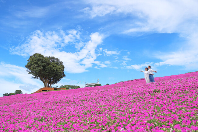マザー牧場に桃色の絶景が登場!2万株の花が咲く『桃色吐息』の花畑が見頃入り!