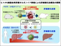 ヒトiPS細胞由来の肝臓オルガノイド移植による革新的な肝線維化治療法の開発