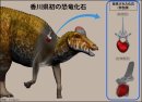 ハドロサウルス類の復元画と今回の発見部位（CGによって作成）