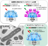 【東京農業大学（共同研究）】ビリン合成制御によるシアノバクテリアのフィコビリソームの機能改変