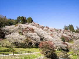 川見四季桜の里イメージ