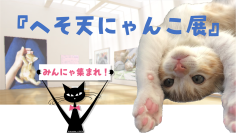 猫好きさんに癒やしのひとときを贈る『へそ天にゃんこ展』オンラインで初開催！