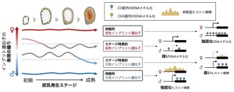 なぜこれだけ多くの仕組みが必要なのか?〜ゲノム刷り込みの多層的な制御機構の解明〜
