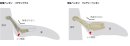 パクディプテスとフェアリーペンギンの肘の比較。パクディプテスは肩関節が「現代型」だが、肘関節は「祖先型」（関節の角度が小さい）＝©新村龍也＆足寄動物化石博物館