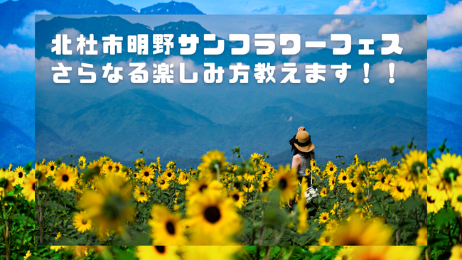 夏本番 好評開催中 いつ行っても満開のひまわり　「北杜市明野サンフラワーフェス」