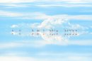 “天空の鏡”で羽を休めるフラミンゴ／ウユニ塩湖・ボリビア　(C)Junji Takasago