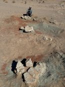 二足歩行動物で世界最大級の足跡化石３個が連なる歩行跡